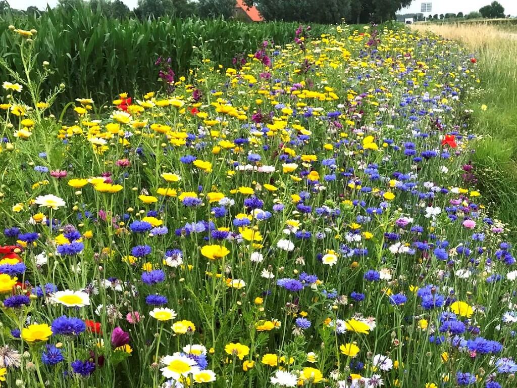 🌼 Akkerrand Bloemrijk 2: Voor meer kleur, biodiversiteit én natuurlijke schoonheid