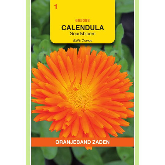 OBZ Calendula, Goudsbloem Ball's Orange