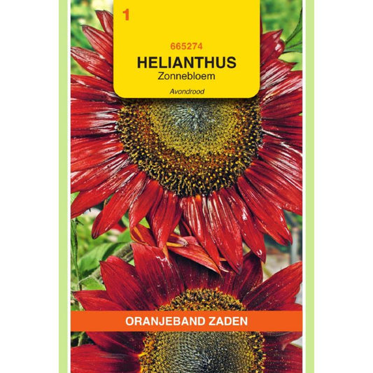 OBZ Helianthus, Zonnebloem Avondrood