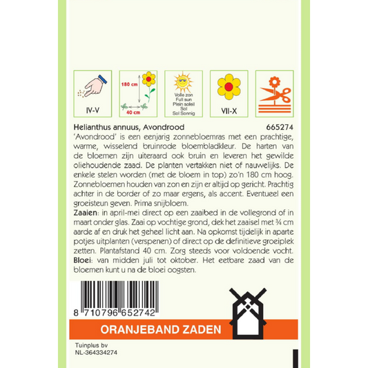 OBZ Helianthus, Zonnebloem Avondrood