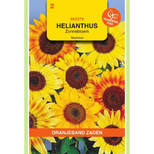 OBZ Helianthus, Zonnebloem Musicbox gemengd