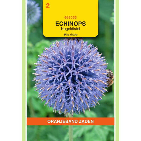 OBZ Echinops, Kogeldistel Blue Globe