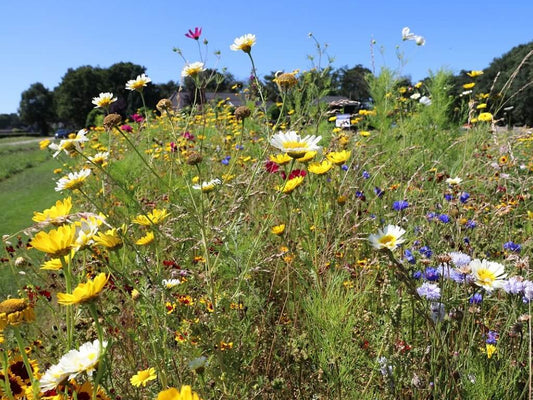 Akkerrand bloemrijk 1 eenjarig 8 kg