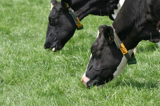 BG 3 Super met Headstart advance 15 kg