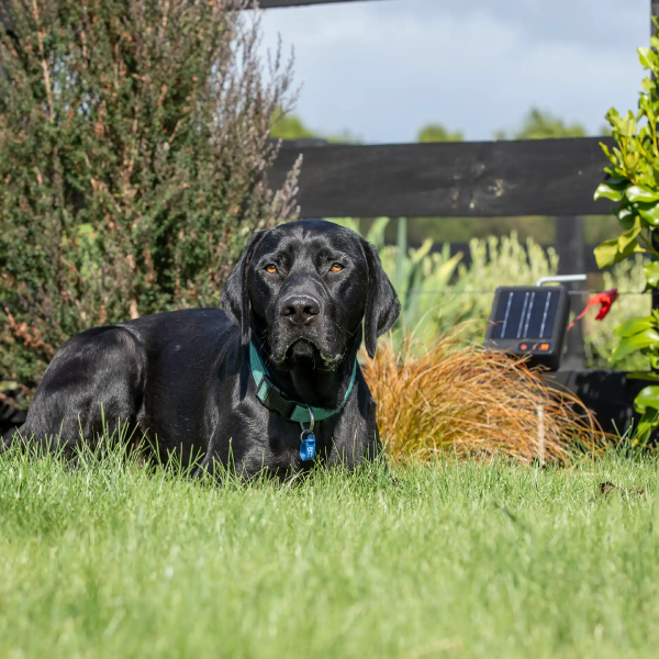 Gallagher Tuin en Huisdier kit 80cm S6 Solar