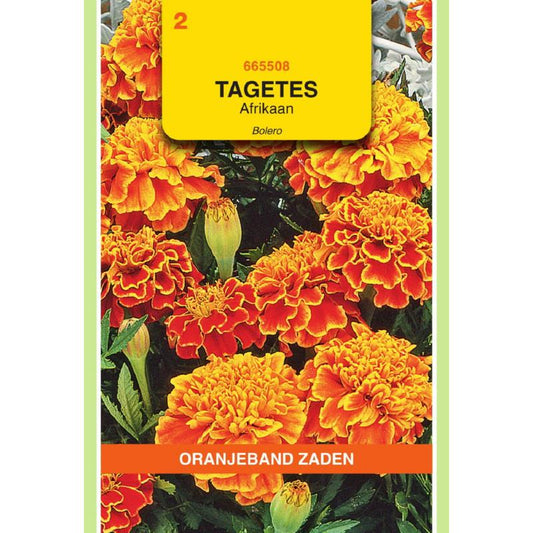 OBZ Tagetes, Afrikaan Bolero (vh Queen Sophia)