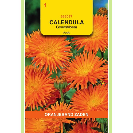 OBZ Calendula, Goudsbloem Radio