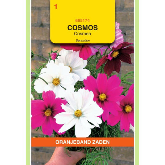 OBZ Cosmos, Cosmea Sensation gemengd