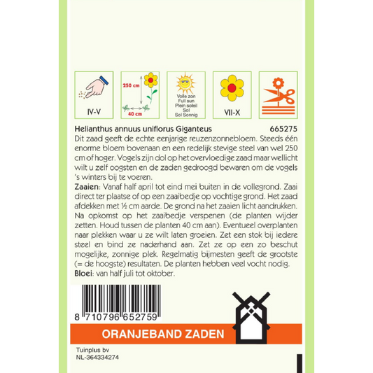 OBZ Helianthus, Zonnebloem Giganteus