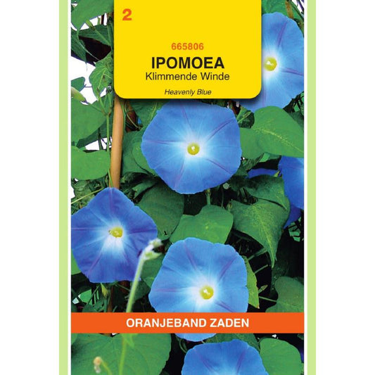 OBZ Ipomoea, Klimmende Winde Heavenly Blue