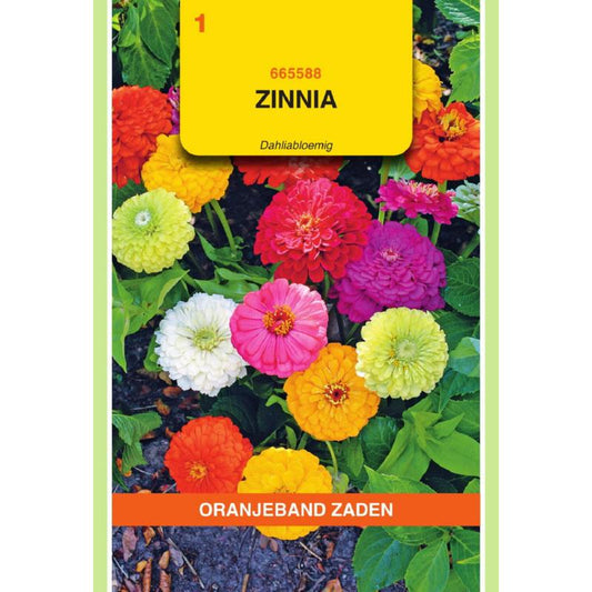 OBZ Zinnia Dahliabloemig gemengd