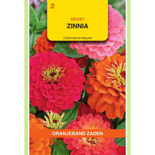 OBZ Zinnia Californische Reuzen gemengd
