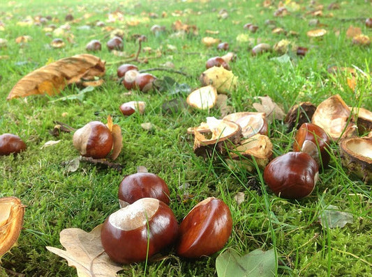 Hoe je tuin winter klaar maken?