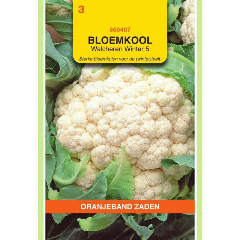 OBZ Bloemkool Walcheren Winter 5