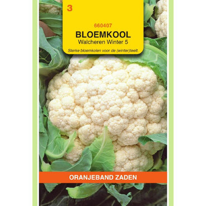 OBZ Bloemkool Walcheren Winter 5