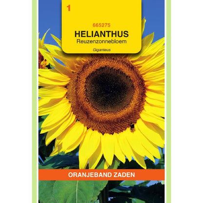 OBZ Helianthus, Zonnebloem Giganteus